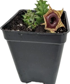 Huernia Reticulata Succulent Live Plant - Exotic Flower - 2.5 inch Pot - Image 1