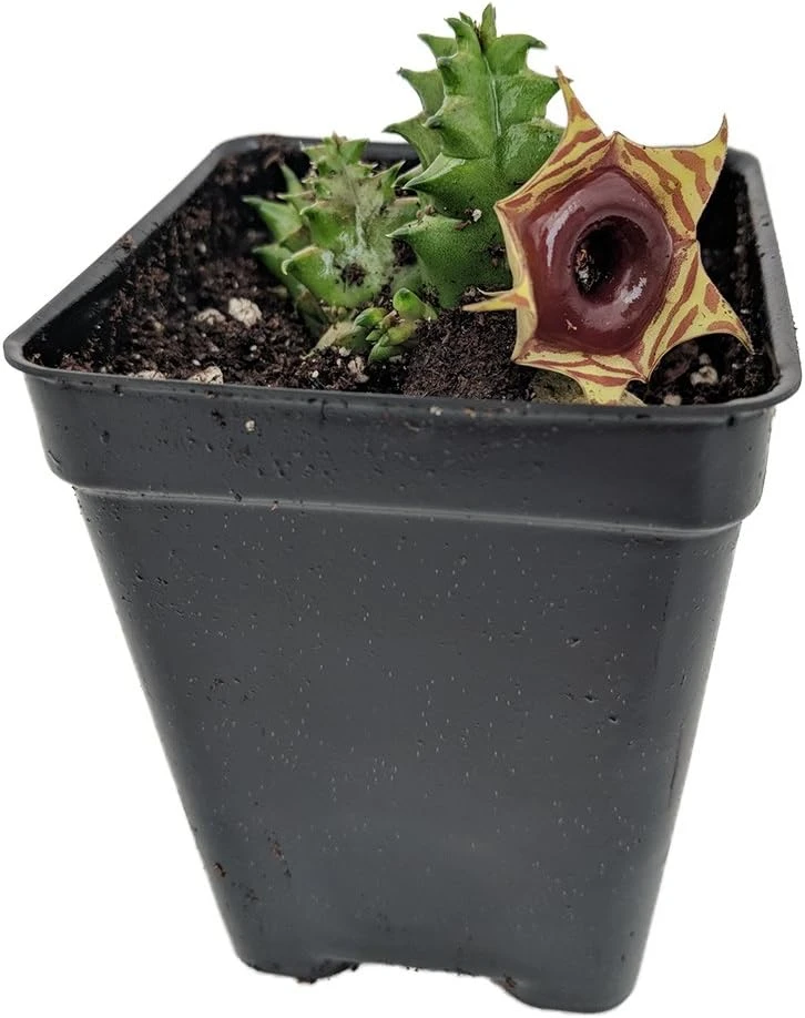 Huernia Reticulata Succulent Live Plant - Exotic Flower - 2.5 inch Pot - Image 1