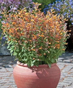 Hummingbird Mint Live Plant - Arizona Sandstone Agastache - Quart Pot - Image 2
