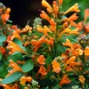 Hummingbird Mint Live Plant - Arizona Sandstone Agastache - Quart Pot - Image 1