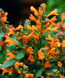Hummingbird Mint Live Plant - Arizona Sandstone Agastache - Quart Pot - Image 1