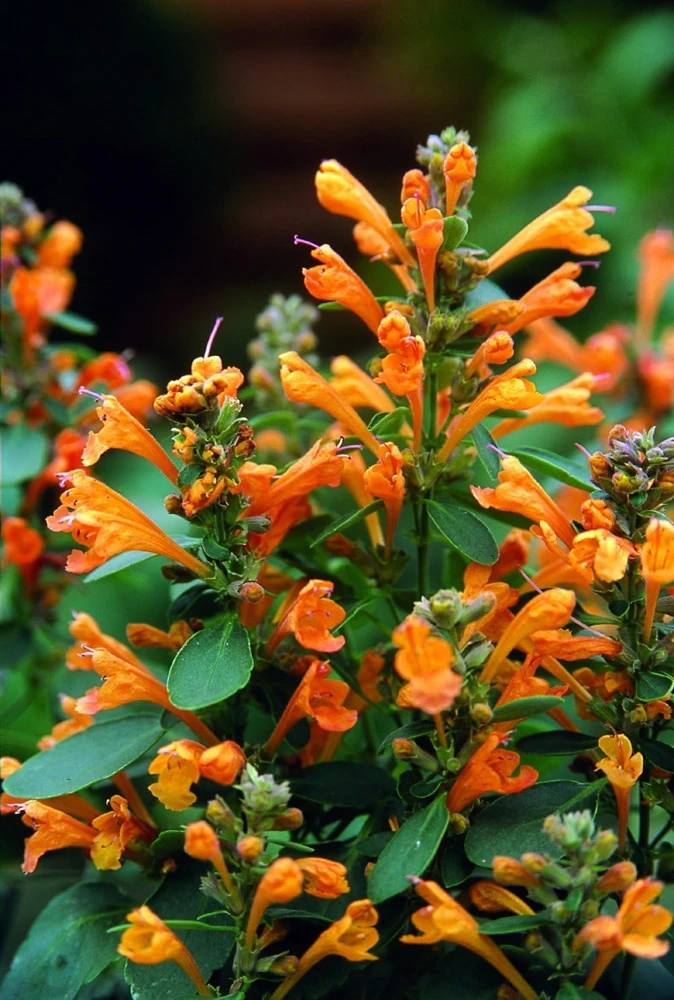 Hummingbird Mint Live Plant - Arizona Sandstone Agastache - Quart Pot - Image 1