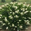 Hummingbird Summersweet Live Plant – 4" Pot – Fragrant White Flowers – Outdoor - Image 1