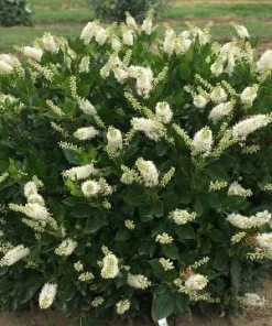 Hummingbird Summersweet Live Plant – 4" Pot – Fragrant White Flowers – Outdoor - Image 1