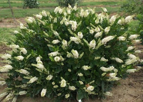 Hummingbird Summersweet Live Plant – 4" Pot – Fragrant White Flowers – Outdoor - Image 1