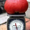 Humongous Mong Tomato Seeds - Heirloom, Large 2-3 lb Red Fruits, 15 Seeds - Image 1