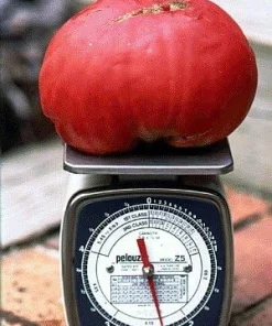 Humongous Mong Tomato Seeds - Heirloom, Large 2-3 lb Red Fruits, 15 Seeds - Image 1