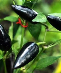 Hungarian Black Pepper Seeds - 10 Count - Mildly Hot Chili Seeds - Image 2