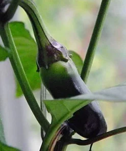 Hungarian Black Pepper Seeds - 10 Count - Mildly Hot Chili Seeds - Image 3