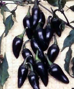 Hungarian Black Pepper Seeds - 10 Count - Mildly Hot Chili Seeds - Image 4
