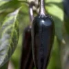 Hungarian Black Pepper Seeds - 10 Count - Mildly Hot Chili Seeds - Image 1