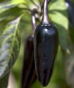 Hungarian Black Pepper Seeds - 10 Count - Mildly Hot Chili Seeds - Image 1