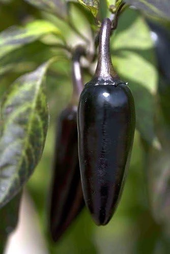 Hungarian Black Pepper Seeds - 10 Count - Mildly Hot Chili Seeds - Image 1