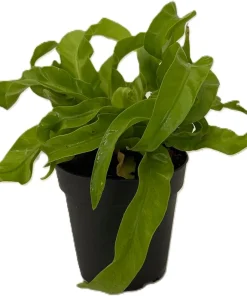 Hurricane Bird's Nest Fern Live Plant – Asplenium antiquum – 4" Pot – Indoor - Image 2