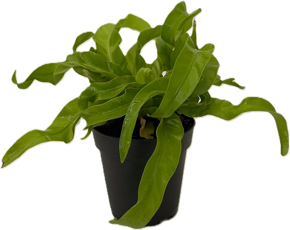 Hurricane Bird's Nest Fern Live Plant – Asplenium antiquum – 4" Pot – Indoor - Image 2