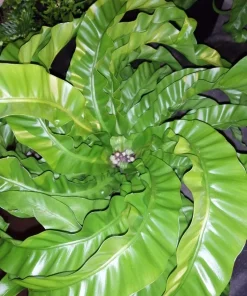 Hurricane Bird's Nest Fern Live Plant – Asplenium antiquum – 4