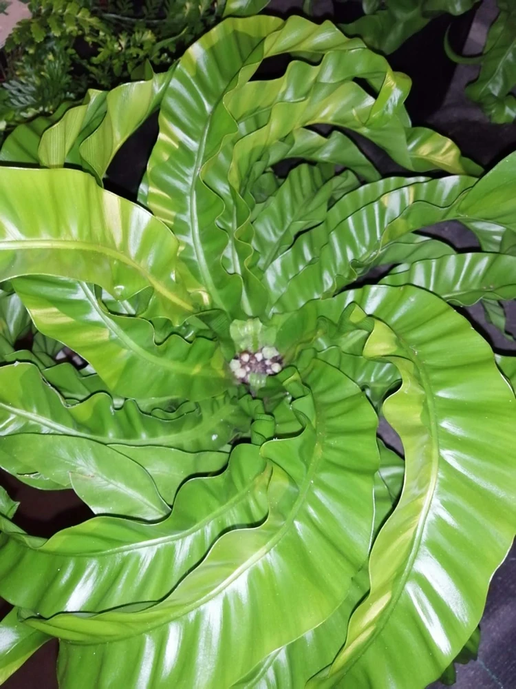 Hurricane Bird's Nest Fern Live Plant – Asplenium antiquum – 4" Pot – Indoor - Image 3