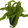 Hurricane Bird's Nest Fern Live Plant – Asplenium antiquum – 4" Pot – Indoor - Image 1