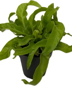 Hurricane Bird's Nest Fern Live Plant – Asplenium antiquum – 4