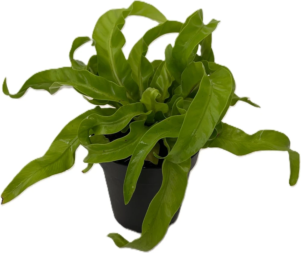 Hurricane Bird's Nest Fern Live Plant – Asplenium antiquum – 4" Pot – Indoor - Image 1