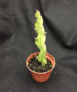 Hurricane Cactus Live Plant - Lepismium cruciforme Spiralis - 2 inch Pot - Image 2