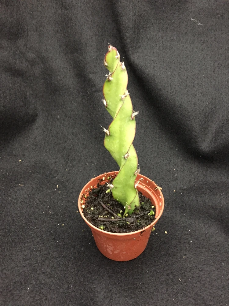 Hurricane Cactus Live Plant - Lepismium cruciforme Spiralis - 2 inch Pot - Image 2