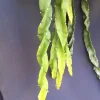 Hurricane Cactus Live Plant - Lepismium cruciforme Spiralis - 2 inch Pot - Image 1