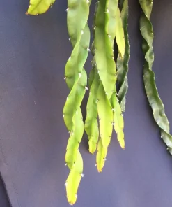 Hurricane Cactus Live Plant - Lepismium cruciforme Spiralis - 2 inch Pot - Image 1