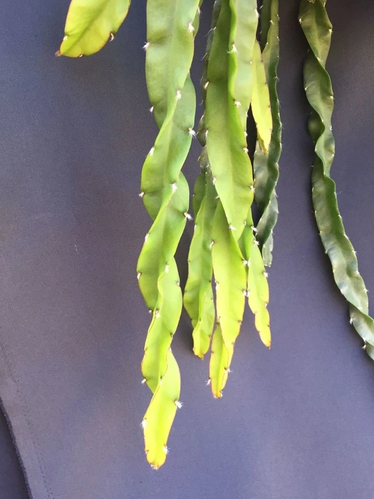 Hurricane Cactus Live Plant - Lepismium cruciforme Spiralis - 2 inch Pot - Image 1