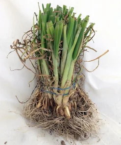 Hybrid Candy Onion Seeds - 50 Sweet & Mild Jumbo Day-Neutral Seeds - Image 2