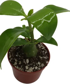 Hydnophytum papuanum Ant Plant - Live Succulent Houseplant - 2.5" Pot - Image 2