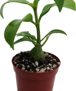 Hydnophytum papuanum Ant Plant - Live Succulent Houseplant - 2.5