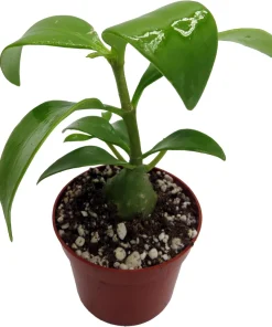 Hydnophytum papuanum Ant Plant - Live Succulent Houseplant - 2.5