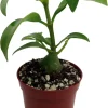 Hydnophytum papuanum Ant Plant - Live Succulent Houseplant - 2.5" Pot - Image 1