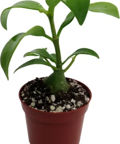 Hydnophytum papuanum Ant Plant - Live Succulent Houseplant - 2.5