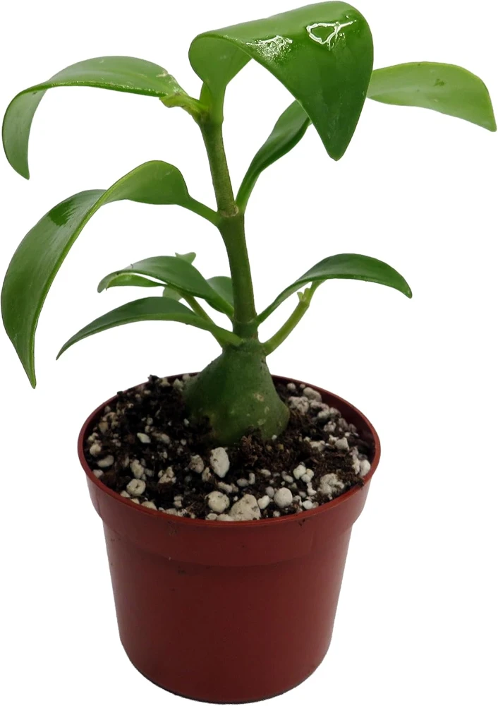 Hydnophytum papuanum Ant Plant - Live Succulent Houseplant - 2.5" Pot - Image 1