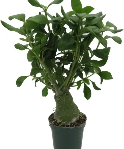 Hydnophytum Papuanum Ant Plant – Rare Succulent Live Plant – 4 inch Pot – Indoor - Image 2