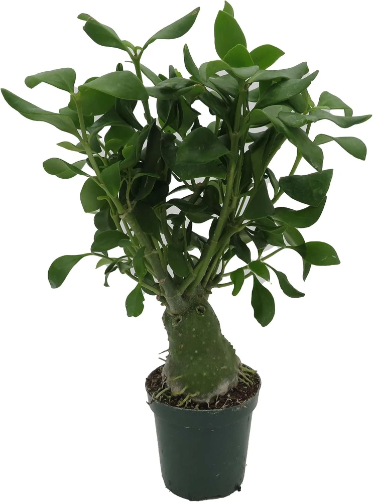 Hydnophytum Papuanum Ant Plant – Rare Succulent Live Plant – 4 inch Pot – Indoor - Image 2