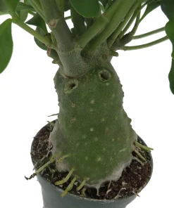 Hydnophytum Papuanum Ant Plant – Rare Succulent Live Plant – 4 inch Pot – Indoor - Image 4