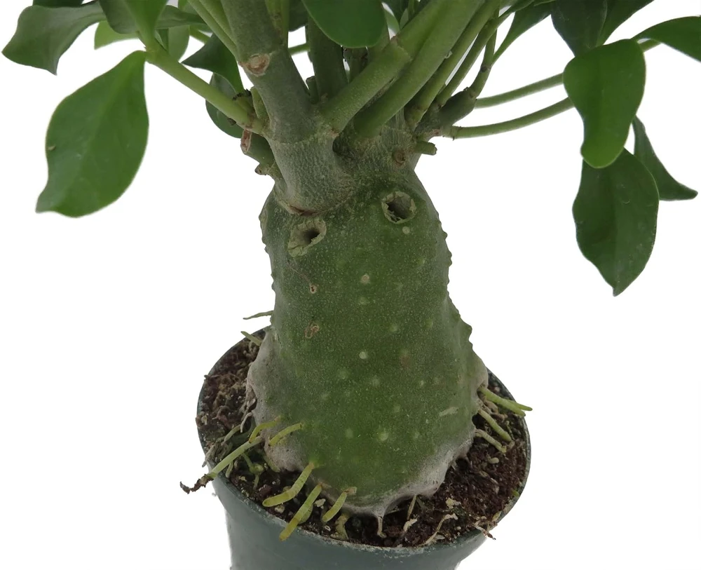 Hydnophytum Papuanum Ant Plant – Rare Succulent Live Plant – 4 inch Pot – Indoor - Image 4