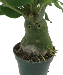 Hydnophytum Papuanum Ant Plant – Rare Succulent Live Plant – 4 inch Pot – Indoor - Image 5