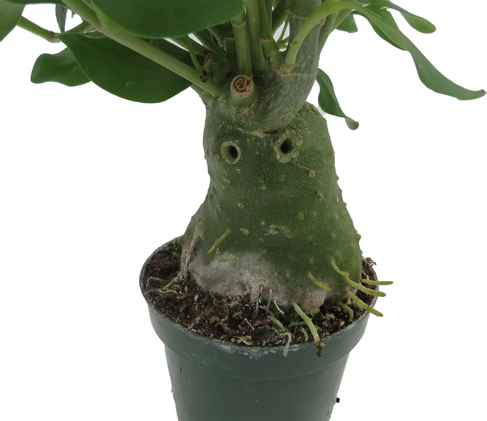 Hydnophytum Papuanum Ant Plant – Rare Succulent Live Plant – 4 inch Pot – Indoor - Image 5