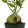 Hydnophytum Papuanum Ant Plant – Rare Succulent Live Plant – 4 inch Pot – Indoor - Image 1