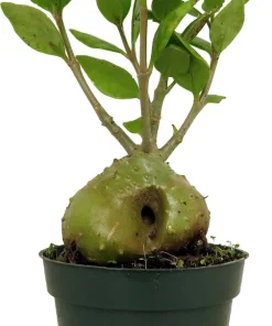 Hydnophytum Papuanum Ant Plant – Rare Succulent Live Plant – 4 inch Pot – Indoor - Image 1
