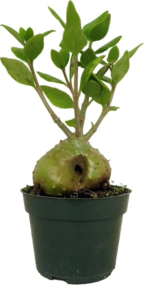 Hydnophytum Papuanum Ant Plant – Rare Succulent Live Plant – 4 inch Pot – Indoor - Image 1