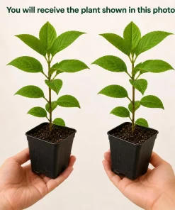 Hydrangea Live Plant 2-Pack – 5-10 Inch Tall, 2.5 Inch Pot – Dormant in Winter - Image 2
