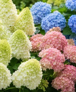 Hydrangea Live Plant 2-Pack – 5-10 Inch Tall, 2.5 Inch Pot – Dormant in Winter - Image 3