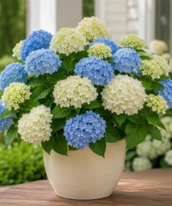 Hydrangea Live Plant 2-Pack – 5-10 Inch Tall, 2.5 Inch Pot – Dormant in Winter - Image 7