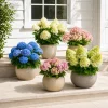 Hydrangea Live Plant 2-Pack – 5-10 Inch Tall, 2.5 Inch Pot – Dormant in Winter - Image 1