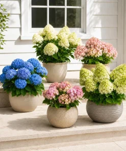 Hydrangea Live Plant 2-Pack – 5-10 Inch Tall, 2.5 Inch Pot – Dormant in Winter - Image 1
